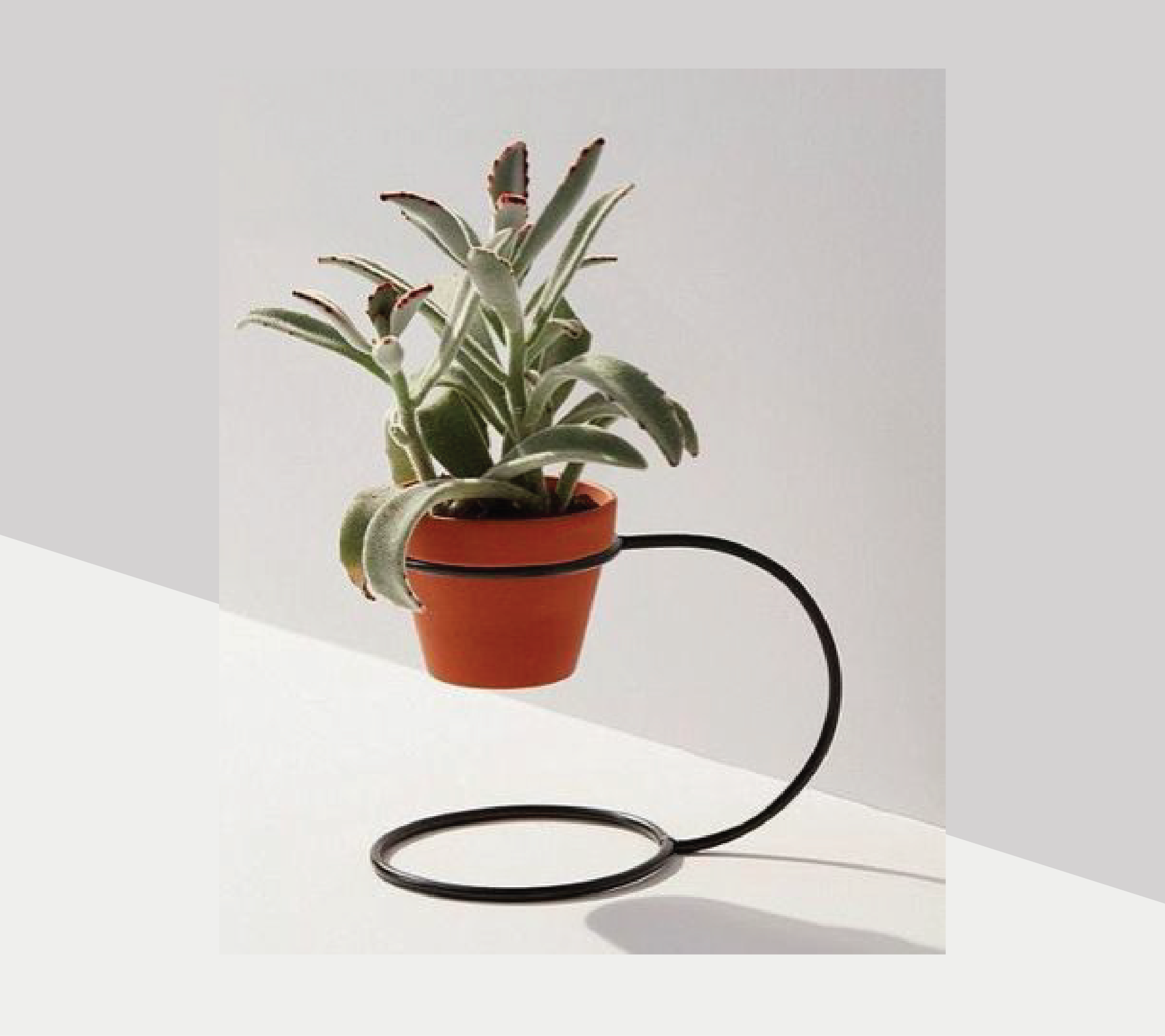 Minimalist Loop Plant Holder